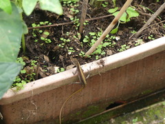 Anolis maculiventris