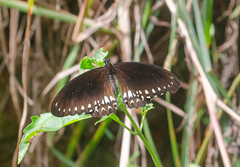 Papilio dravidarum