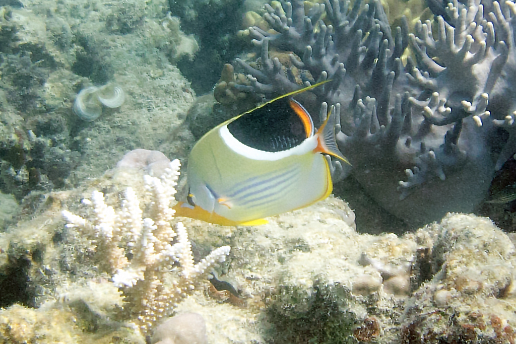 Blackblotch Butterflyfish