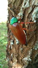 Sternocera chrysis