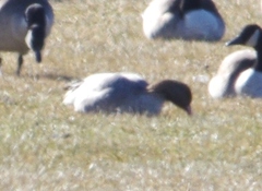 Anser brachyrhynchus