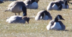 Anser brachyrhynchus