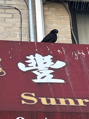 Columba livia domestica