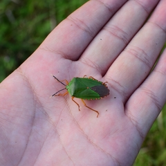 Mattiphus splendidus
