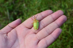 Mattiphus splendidus