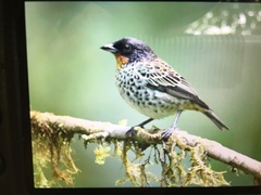 Ixothraupis rufigula