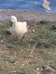 Anas platyrhynchos domesticus