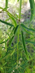 Desmodium strictum