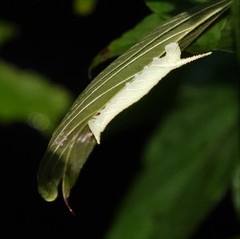 Marumba dyras