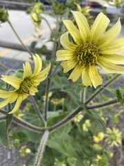 Silphium mohrii