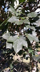 Acer pseudoplatanus