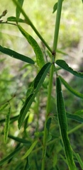 Desmodium strictum