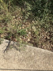 Eragrostis trichodes