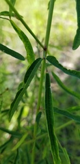 Desmodium strictum