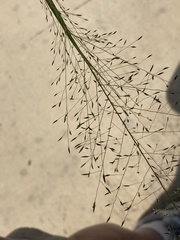 Eragrostis trichodes