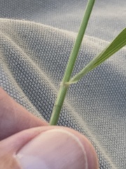 Eragrostis trichodes