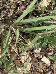 Eragrostis trichodes