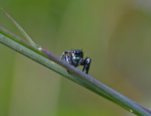 Bold Jumping Spider photographed in South Carolina