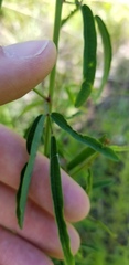 Desmodium strictum