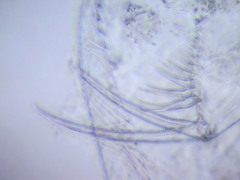 Simocephalus serrulatus