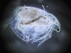 Simocephalus serrulatus