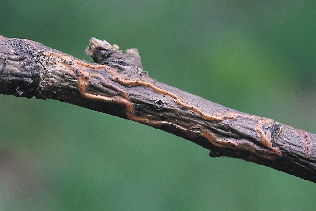 White-spot Pigmy