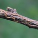 Zimmermannia atrifrontella - Photo (c) 
Gyorgy Csoka, Hungary Forest Research Institute, Hungary,  זכויות יוצרים חלקיות (CC BY-SA)