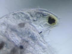 Simocephalus serrulatus