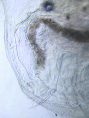 Simocephalus serrulatus