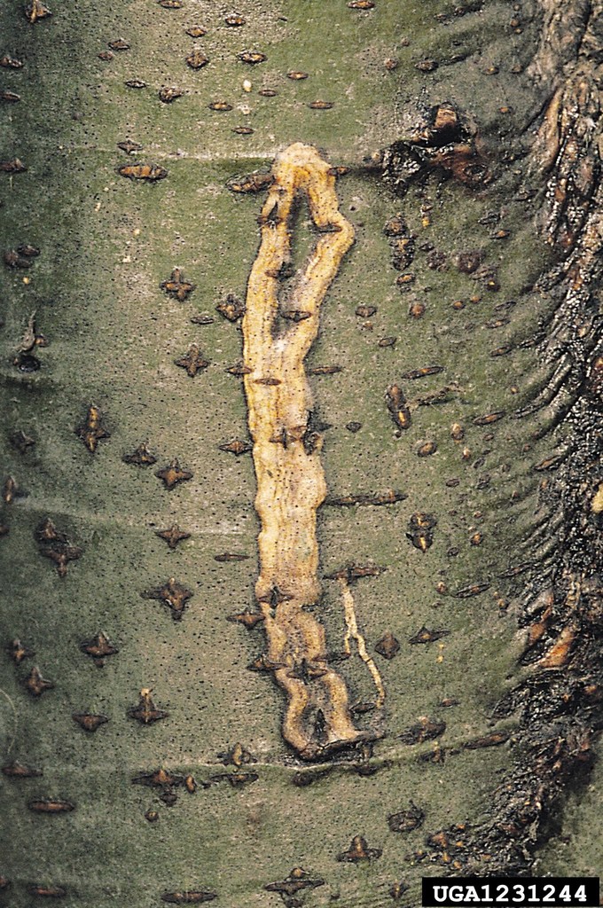 Zimmermannia