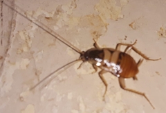 Supella longipalpa