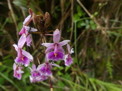 Epidendrum calanthum