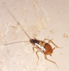 Supella longipalpa