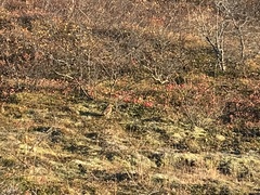 Turdus iliacus coburni
