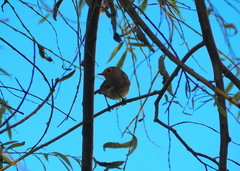 Erithacus rubecula