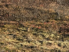 Turdus iliacus coburni