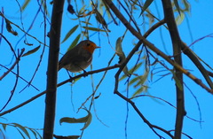 Erithacus rubecula