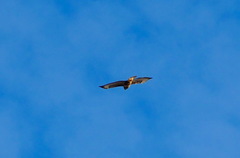 Buteo buteo