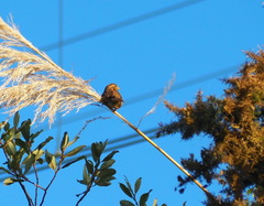 Passer domesticus