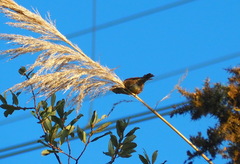 Passer domesticus