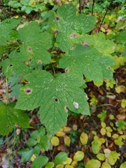 Acer pseudoplatanus