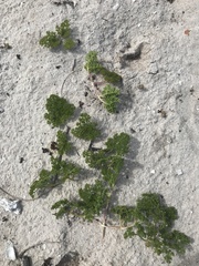 Dasispermum suffruticosum