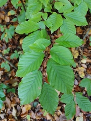 Fagus sylvatica