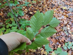 Fagus sylvatica