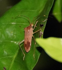 Paradasynus spinosus