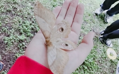 Saturnia japonica