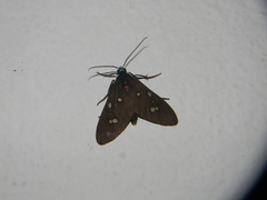 Euclera rubricincta