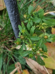 Potentilla norvegica