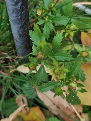 Potentilla norvegica