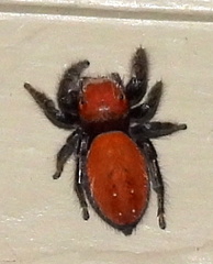 Phidippus cardinalis